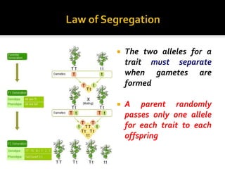    The two alleles for a
    trait must separate
    when gametes are
    formed

   A parent randomly
    passes only one allele
    for each trait to each
    offspring
 