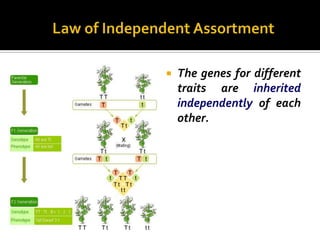    The genes for different
    traits are inherited
    independently of each
    other.
 