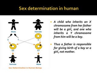    A child who inherits an X
    chromosome from her father
    will be a girl, and one who
    inherits a Y chromosome
    from him will be a boy.

   Thus a father is responsible
    for giving birth of a boy or a
    girl, not mother.
 