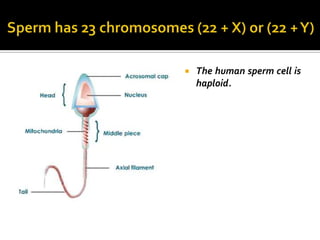    The human sperm cell is
    haploid.
 