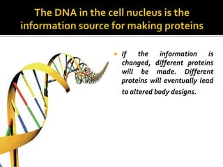    If   the    information     is
    changed, different proteins
    will be made. Different
    proteins will eventually lead
    to altered body designs.
 