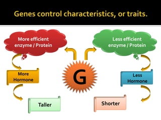 More efficient            Less efficient
enzyme / Protein         enzyme / Protein




 More
Hormone
                   G               Less
                                 Hormone



          Taller       Shorter
 