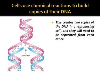    This creates two copies of
    the DNA in a reproducing
    cell, and they will need to
    be separated from each
    other.
 
