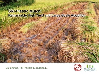 SRI-Plastic Mulch:
Remarkably High Yield and Large-Scale Adoption
Lu Shihua, Hil Padilla & Joanne Li
 