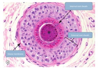 Histology of skin and adnexa, normal.pptx