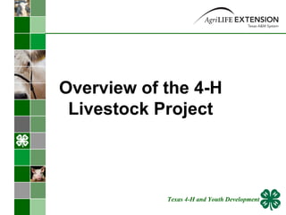 Overview of the 4-H Livestock Project Texas 4-H and Youth Development 
