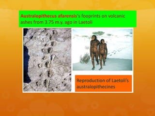 4 hominids-human evolution-(i) | PPTX