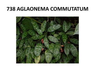 738 AGLAONEMA COMMUTATUM
 