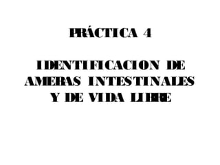 P ÁCTICA 4
      R

 IDENTIFICACION DE
AMEB AS INTESTINALES
   Y DE VIDA LIB E
                R
 