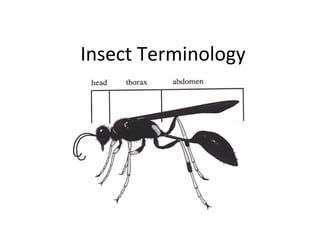 Insect Terminology 