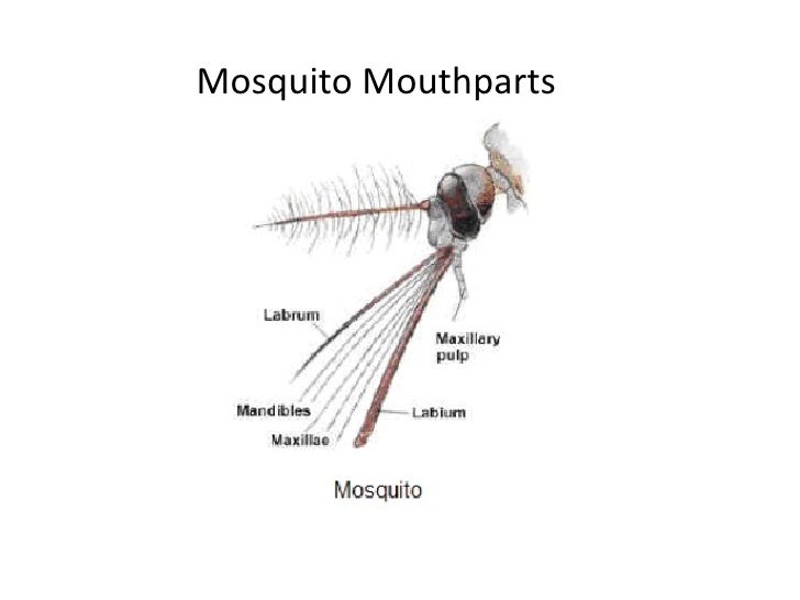 Mosquito Mouth Parts 111