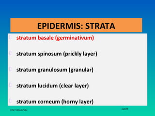EPIDERMIS: STRATA
 stratum basale (germinativum)

 stratum spinosum (prickly layer)

 stratum granulosum (granular)

 stratum lucidum (clear layer)

 stratum corneum (horny layer)
                                     Jan,08
HSC1004-8/S14
 