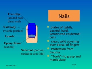 Free edge
    (extend past                       Nails
    distal end)
Nail body                      plates of tightly,
(visible portion)                packed, hard,
                                 keratinized epidermal
 Lunula                          cells
                                 clear, solid covering
Eponychium
                                 over dorsal of fingers
(cuticle)
           Nail-root (portion;  Protection from
           buried in skin fold)  trauma
                                 “Tools”- to grasp and
                                 manipulate
                                                 Jan,08
  HSC1004-8/S27
 