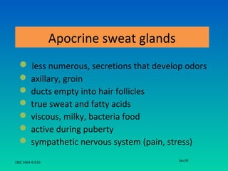 Apocrine sweat glands
   less numerous, secretions that develop odors
   axillary, groin
   ducts empty into hair follicles
   true sweat and fatty acids
   viscous, milky, bacteria food
   active during puberty
   sympathetic nervous system (pain, stress)
                                         Jan,08
HSC1004-8/S30
 