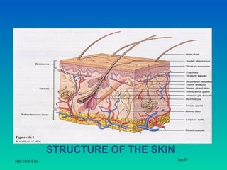 STRUCTURE OF THE SKIN
                                       Jan,08
HSC1004-8/S6
 