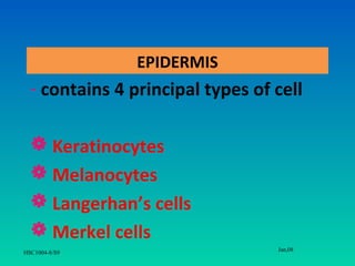 EPIDERMIS
  - contains 4 principal types of cell

   Keratinocytes
   Melanocytes
   Langerhan’s cells
   Merkel cells
                                  Jan,08
HSC1004-8/S9
 