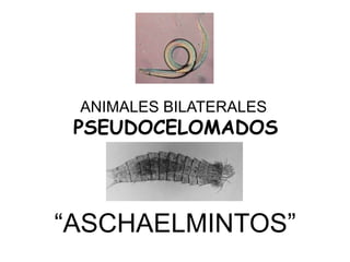 ANIMALES BILATERALES

PSEUDOCELOMADOS

“ASCHAELMINTOS”

 