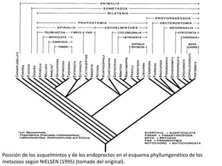 Posición de los asquelmintos y de los endoproctos en el esquema phyllumgenético de los
metazoos según NIELSEN (1995) (tomado del original).

 