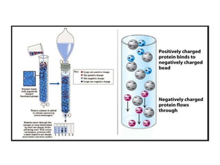 Ion Exchange Chromatography in Biotechnology.pptx