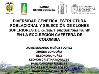 BAMBU
            DE COLOMBIA SA



  DIVERSIDAD GENÉTICA, ESTRUCTURA
 POBLACIONAL Y SELECCIÓN DE CLONES
SUPERIORES DE Guadua angustifolia Kunth
    EN LA ECO-REGIÓN CAFETERA DE
              COLOMBIA

        JAIME EDUARDO MUÑOZ FLOREZ
               XIMENA LONDOÑO
              ELEONORA NUÑEZ
          LEONOR CRISTINA MORALES
           PAULA ANDREA RUGELES
           ANDRES MAURICIO POSSO
           FRANCO ALIRIO VALLEJO
 