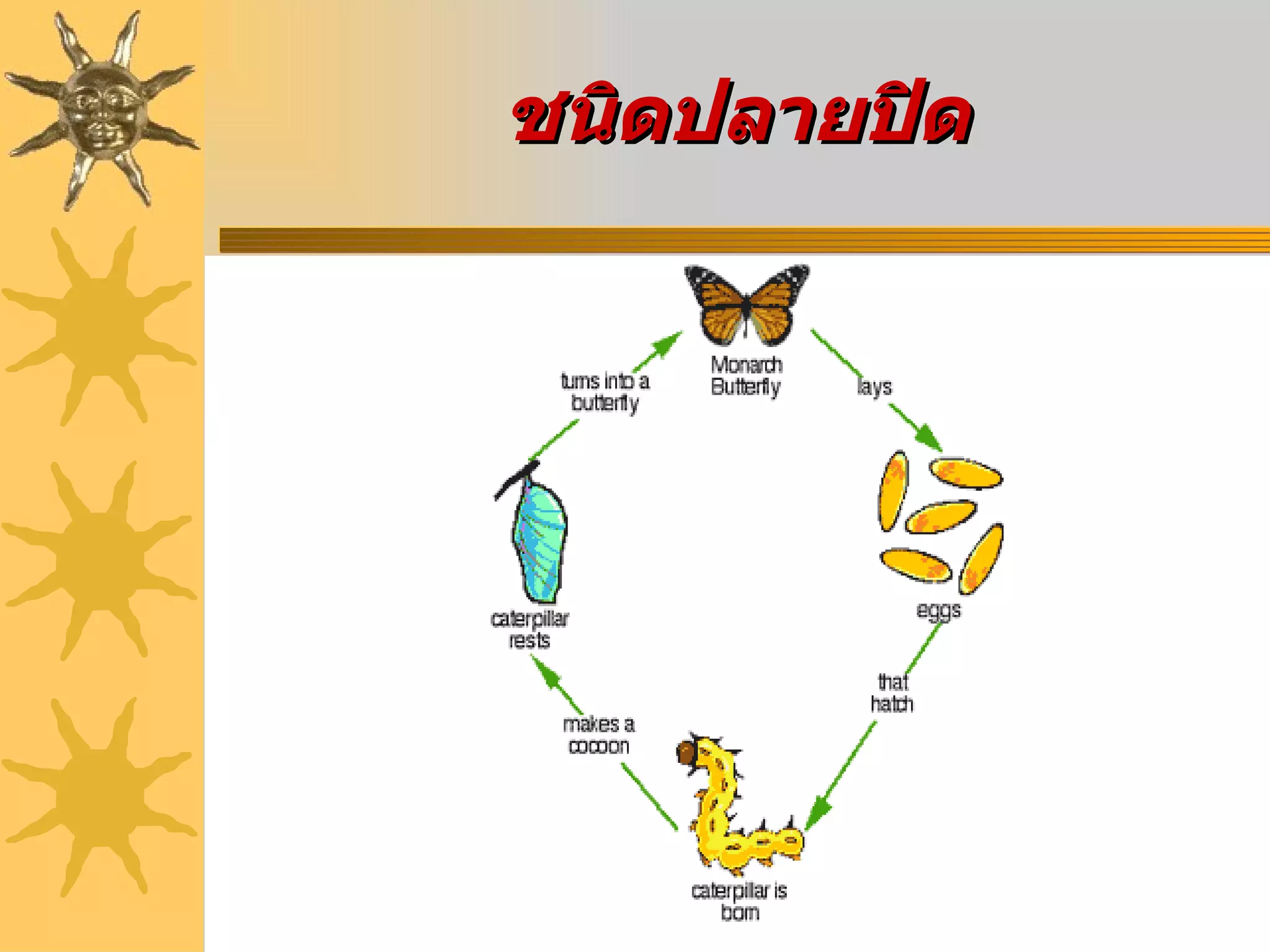 ชนิดปลายปิด   