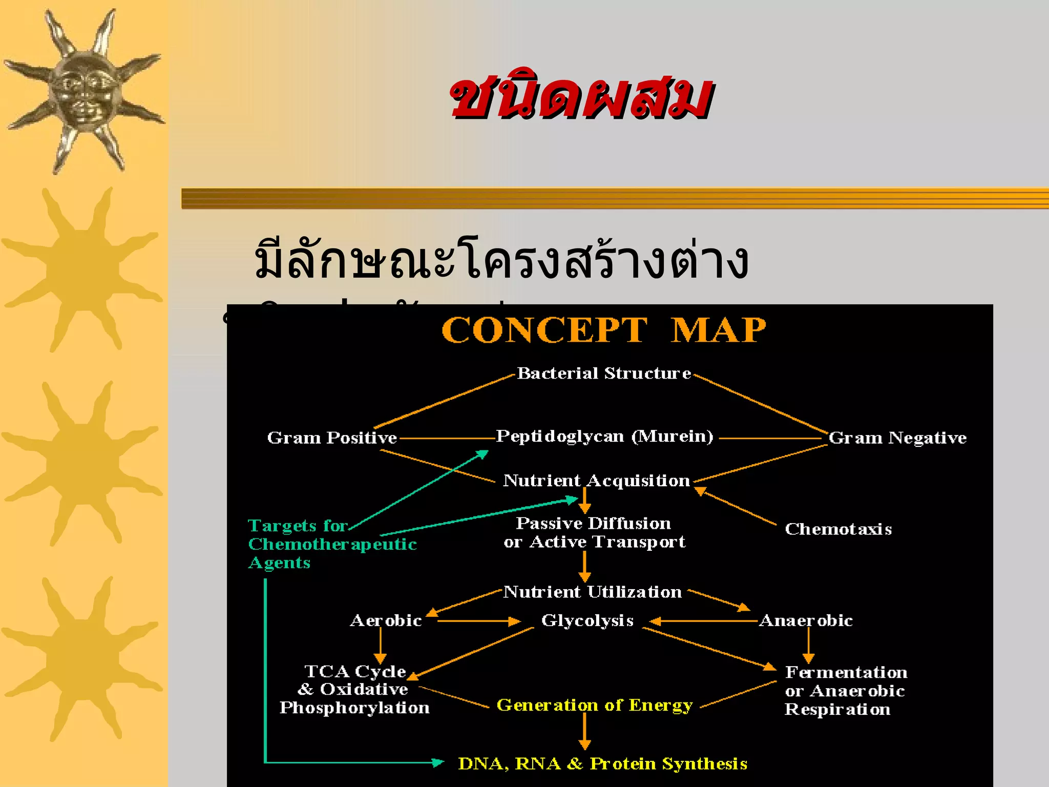    มีลักษณะโครงสร้างต่างชนิดปนกันอยู่ ชนิดผสม 