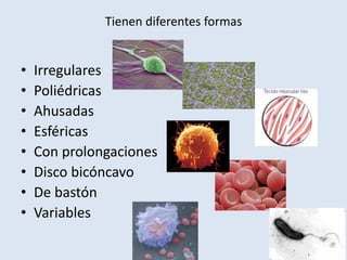 Tienen diferentes formas
• Irregulares
• Poliédricas
• Ahusadas
• Esféricas
• Con prolongaciones
• Disco bicóncavo
• De bastón
• Variables
 