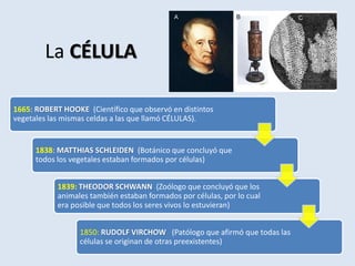 La CÉLULA
1665: ROBERT HOOKE (Científico que observó en distintos
vegetales las mismas celdas a las que llamó CÉLULAS).
1838: MATTHIAS SCHLEIDEN (Botánico que concluyó que
todos los vegetales estaban formados por células)
1839: THEODOR SCHWANN (Zoólogo que concluyó que los
animales también estaban formados por células, por lo cual
era posible que todos los seres vivos lo estuvieran)
1850: RUDOLF VIRCHOW (Patólogo que afirmó que todas las
células se originan de otras preexistentes)
 