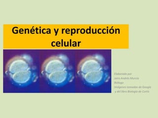 Genética y reproducción
        celular

                     Elaborado por
                     Jairo Andrés Murcia
                     Biólogo
                     Imágenes tomadas de Google
                      y del libro Biología de Curtis
 