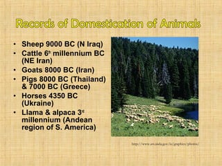 • Sheep 9000 BC (N Iraq) 
• Cattle 6th millennium BC 
(NE Iran) 
• Goats 8000 BC (Iran) 
• Pigs 8000 BC (Thailand) 
& 7000 BC (Greece) 
• Horses 4350 BC 
(Ukraine) 
• Llama & alpaca 3rd 
millennium (Andean 
region of S. America) 
http://www.ars.usda.gov/is/graphics/photos/ 
 