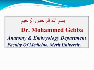 ‫الرحيم‬ ‫الرحمن‬ ‫هللا‬ ‫بسم‬
Dr. Mohammed Gebba
Anatomy & Embryology Department
Faculty Of Medicine, Merit University
 