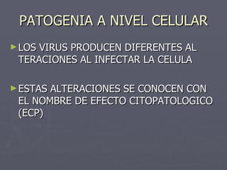 PATOGENIA A NIVEL CELULAR LOS VIRUS PRODUCEN DIFERENTES AL TERACIONES AL INFECTAR LA CELULA ESTAS ALTERACIONES SE CONOCEN CON EL NOMBRE DE EFECTO CITOPATOLOGICO (ECP) 