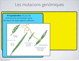 Les mutacions genòmiques

           Al·lopoliploïdies. Els jocs de
         cromosomes proceceixen de la
      hibridació de dues espècies diferents

                                          Gàmetes




                               Raphanus
                                2n=18

                Generació P

                                                Híbrid F1 estèril
                          Brassica                 n+n=9+9
                          2n=18                                             Raphanuobrassica
                                                   (2n)=(18)
                                                                    Amphipoliploide fèrtil
                                                                      2n+2n=18+18
                                                                       (4n)=(136)




dimarts 2 d’abril de 13
 