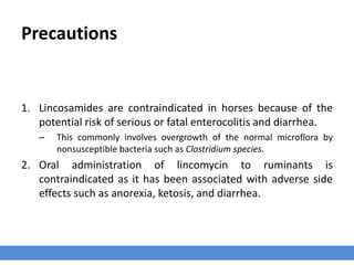 Precautions
1. Lincosamides are contraindicated in horses because of the
potential risk of serious or fatal enterocolitis and diarrhea.
– This commonly involves overgrowth of the normal microflora by non-
susceptible bacteria such as Clostridium species.
2. Oral administration of lincomycin to ruminants is
contraindicated as it has been associated with adverse side
effects such as anorexia, ketosis and diarrhea.
 