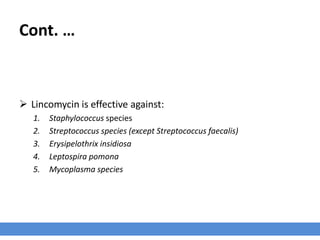 Cont. …
 Lincomycin is effective against:
1. Staphylococcus species
2. Streptococcus species (except Streptococcus faecalis)
3. Erysipelothrix insidiosa
4. Leptospira pomona
5. Mycoplasma species
 