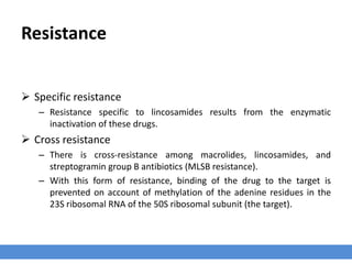 Resistance
 Specific resistance
– Resistance specific to lincosamides results from the enzymatic
inactivation of these drugs.
 Cross resistance
– There is cross-resistance among macrolides, lincosamides, and
streptogramin group B antibiotics (MLSB resistance).
– With this form of resistance, binding of the drug to the target is
prevented on account of methylation of the adenine residues in the
23S ribosomal RNA of the 50S ribosomal subunit (the target).
 