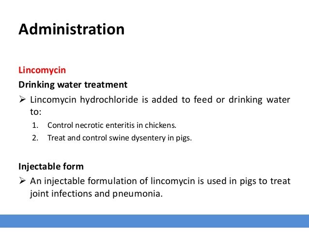 Lincomycin Antibiotics For Swine