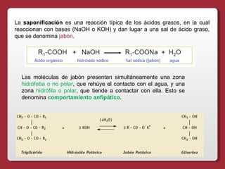 La  saponificación  es una reacción típica de los ácidos grasos, en la cual reaccionan con bases (NaOH o KOH) y dan lugar a una sal de ácido graso, que se denomina  jabón . Las moléculas de jabón presentan simultáneamente una zona  hidrófoba o no polar , que rehúye el contacto con el agua, y una zona  hidrófila   o polar , que tiende a contactar con ella. Esto se denomina   comportamiento anfipático.   