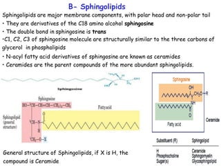 Sphingolipids Components 4- lipids (2).pptx