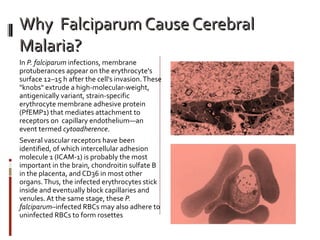 Why  Falciparum Cause Cerebral Malaria? In  P. falciparum  infections, membrane protuberances appear on the erythrocyte's surface 12–15 h after the cell's invasion. These "knobs" extrude a high-molecular-weight, antigenically variant, strain-specific erythrocyte membrane adhesive protein (PfEMP1) that mediates attachment to receptors on  capillary endothelium—an event termed  cytoadherence .  Several vascular receptors have been identified, of which intercellular adhesion molecule 1 (ICAM-1) is probably the most important in the brain, chondroitin sulfate B in the placenta, and CD36 in most other organs. Thus, the infected erythrocytes stick inside and eventually block capillaries and venules. At the same stage, these  P. falciparum –infected RBCs may also adhere to uninfected RBCs to form rosettes 