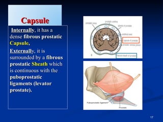 4- Male Pelvic Organs POWER POINT PRESENTATION | PPT