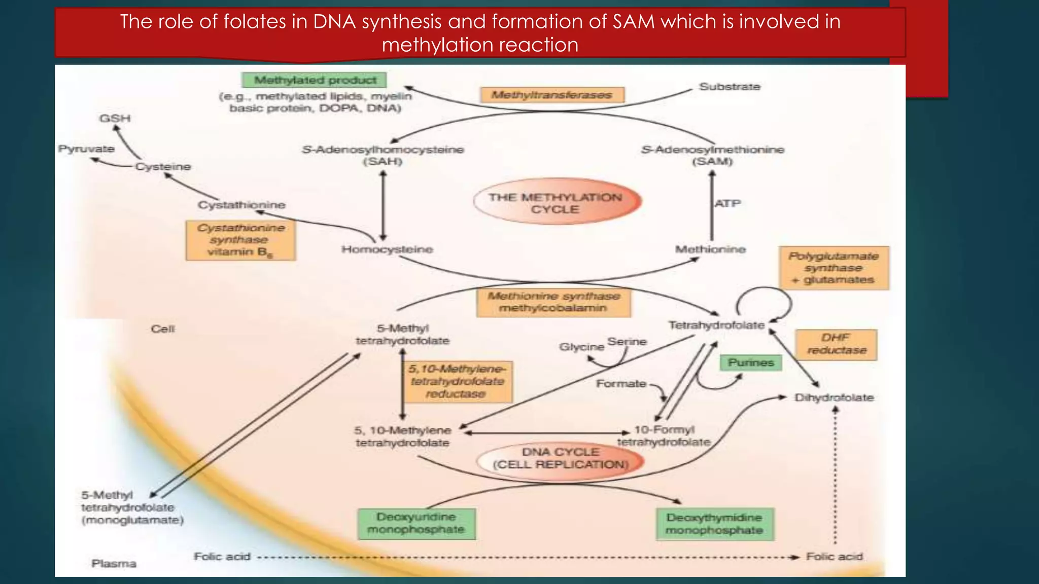 The role of folates in DNA synthesis and formation of SAM which is involved in
methylation reaction
 
