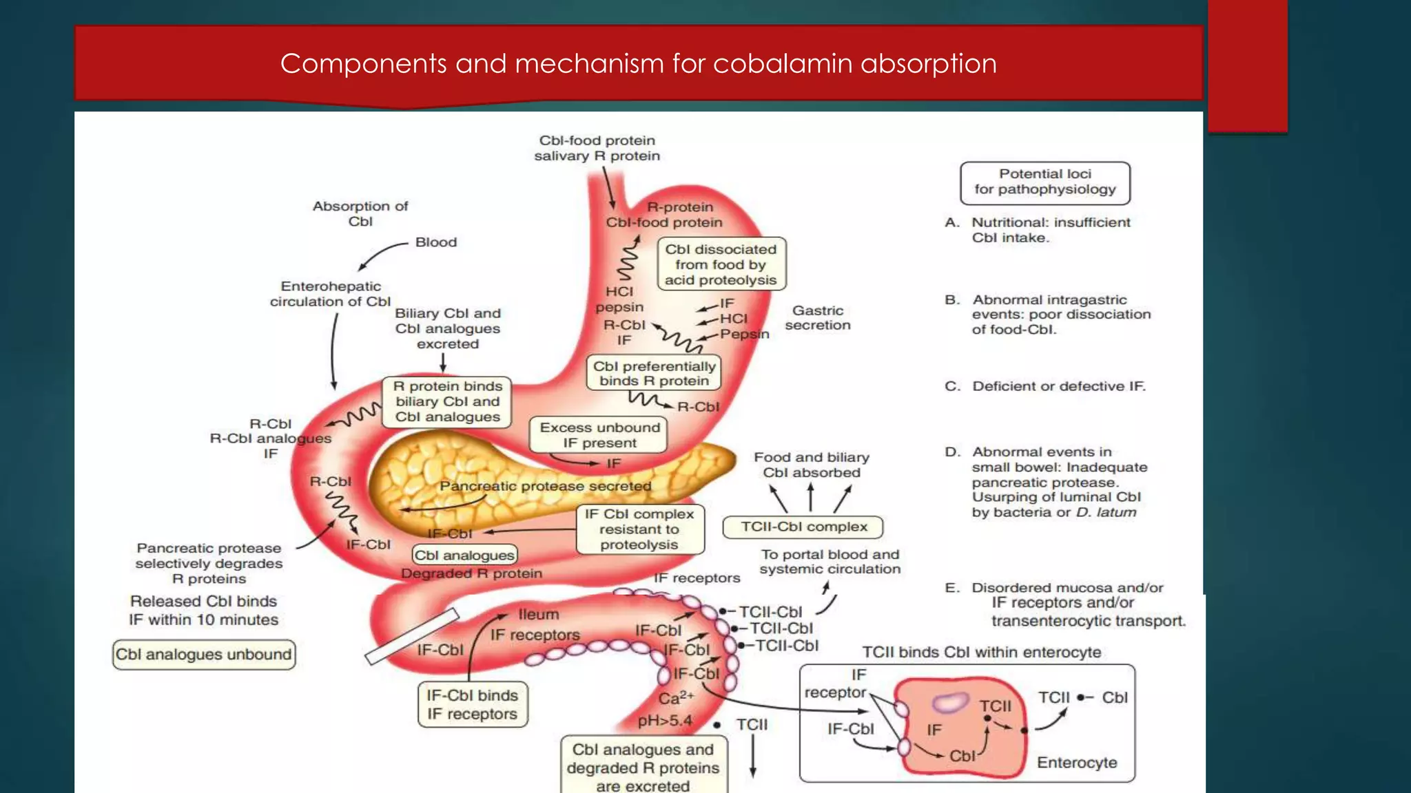 Components and mechanism for cobalamin absorption
 