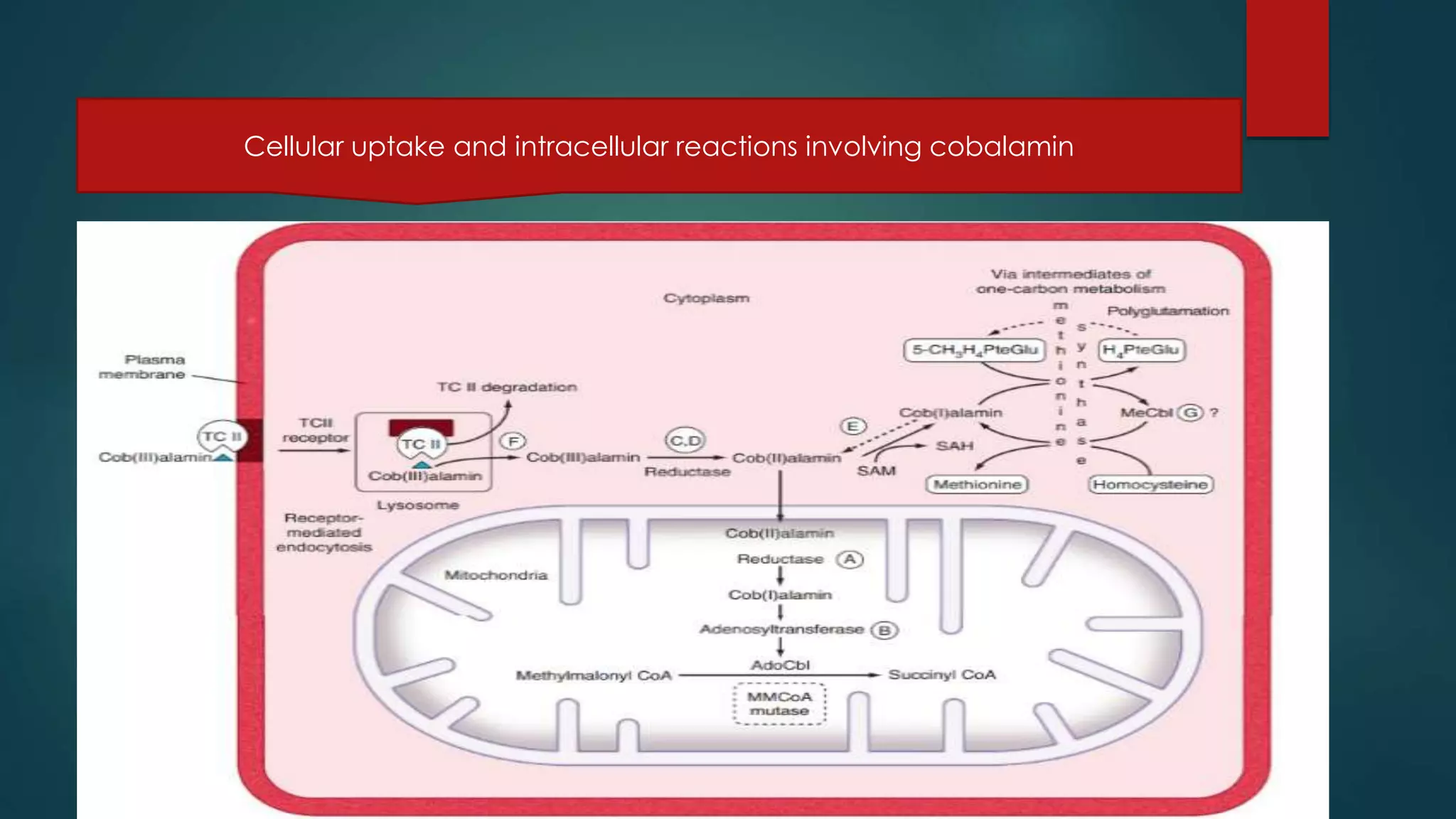 Cellular uptake and intracellular reactions involving cobalamin
 