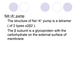 NA + -K +  pump The structure of Na + -K +  pump is a tetramer  ( of 2 types  α 2 β 2 ). The  β  subunit is a glycoprotein with the carbohydrate on the external surface of membrane  
