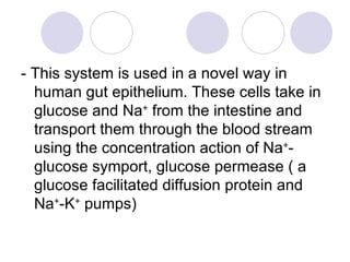 - This system is used in a novel way in human gut epithelium. These cells take in glucose and Na +  from the intestine and transport them through the blood stream using the concentration action of Na + -glucose symport, glucose permease ( a glucose facilitated diffusion protein and Na + -K +  pumps) 