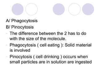 A/ Phagocytosis B/ Pinocytosis The difference between the 2 has to do with the size of the molecule. Phagocytosis ( cell eating ): Solid material is involved Pinocytosis ( cell drinking ) occurs when small particles are in solution are ingested 