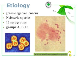 Etiology ◆  gram-negative  coccus ◆  Neisseria species   ◆  13 serogroups ◆  groups A, B, C What causes Meningococcal meningitis 