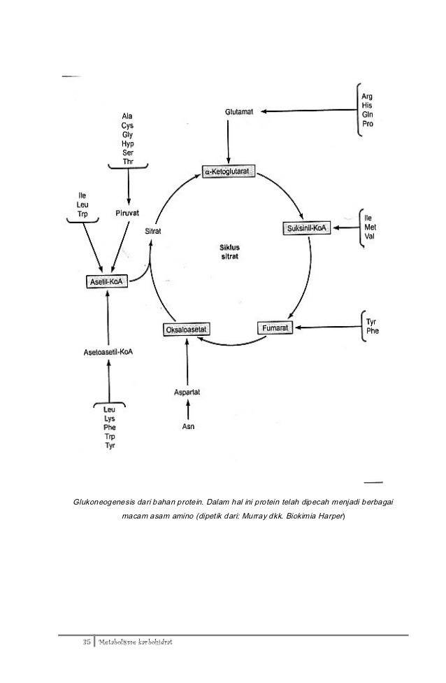 Dapus vancouver buku biokimia harper