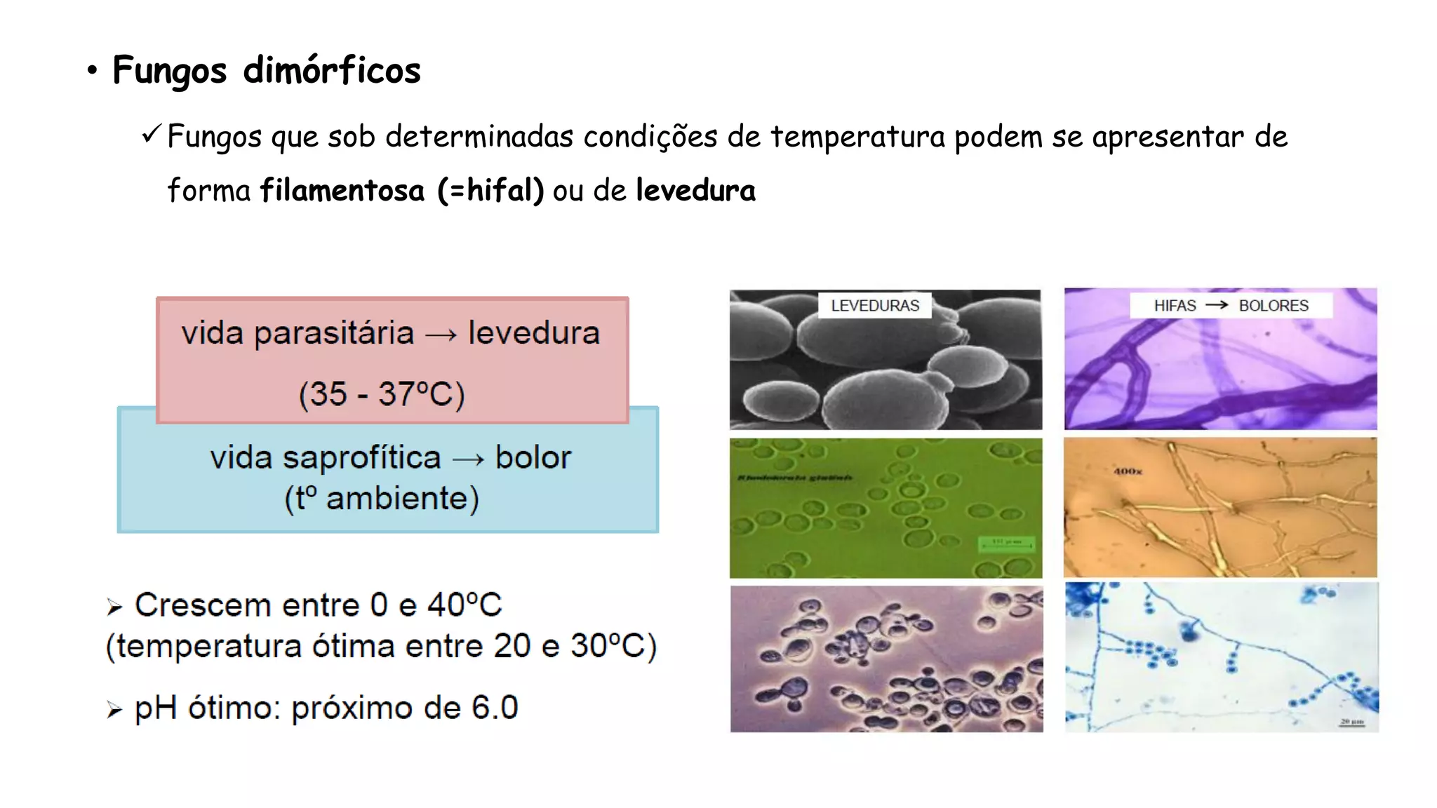ou Filamentosa
• Fungos dimórficos
Fungos que sob determinadas condições de temperatura podem se apresentar de
forma filamentosa (=hifal) ou de levedura
 